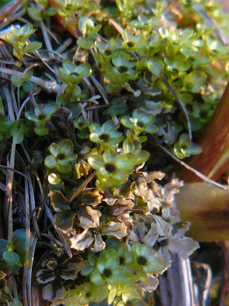 Sagina procumbens ?